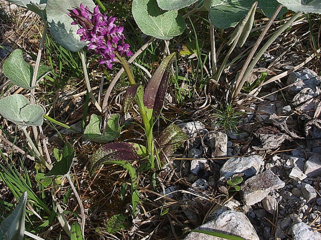 Quale Dactylorhiza?